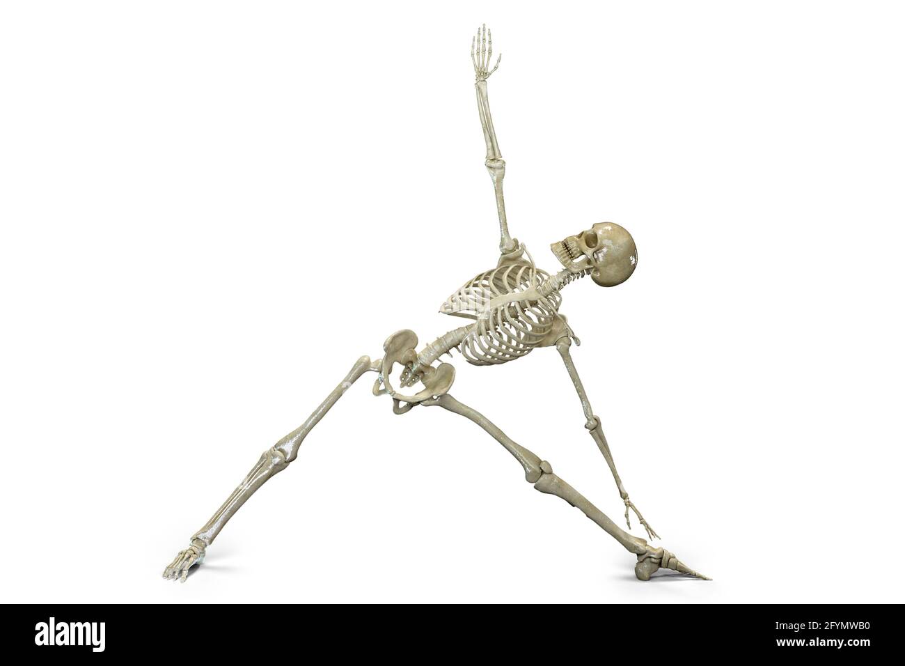 Scheletro in posizione yoga triangolo, illustrazione. Foto Stock