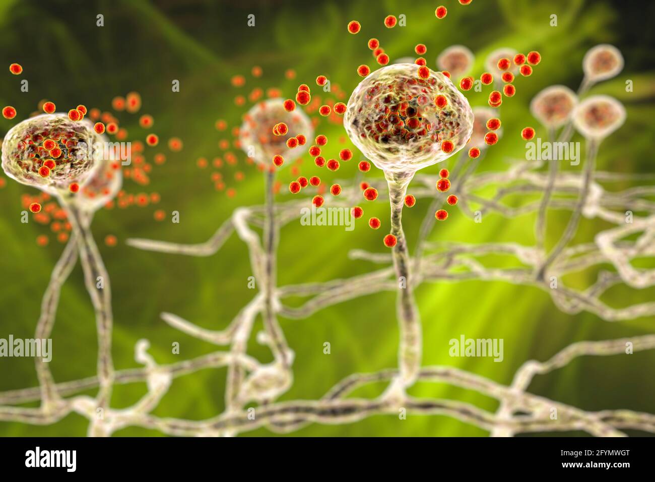 Stampo Mucor, illustrazione Foto Stock