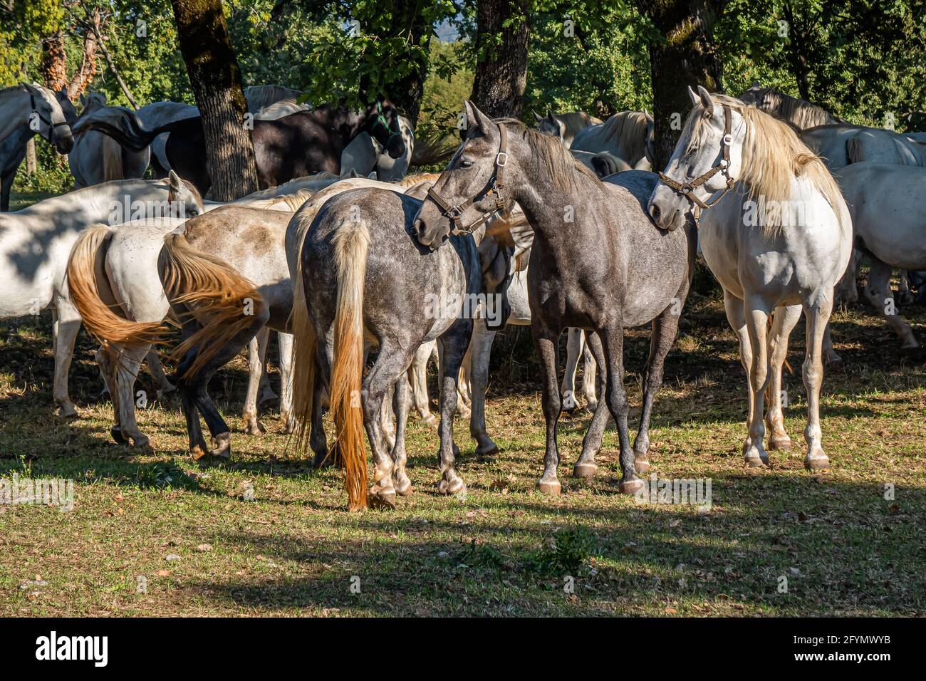 Lipica, Slovenia - 8 settembre 2020: Lipica è uno dei principali centri turistici della regione carsica slovena ed è conosciuta per l'azienda agricola Lipica Stud, t Foto Stock