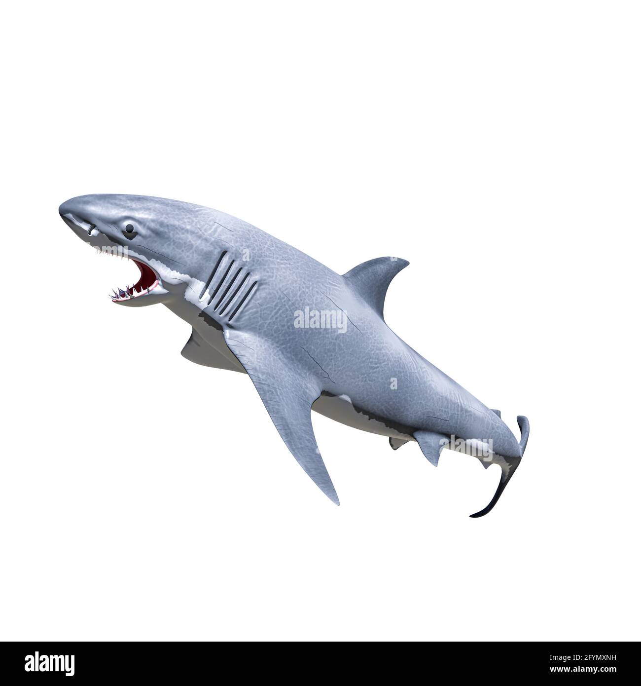 squalo bianco isolato su sfondo bianco illustrazione 3d Foto Stock