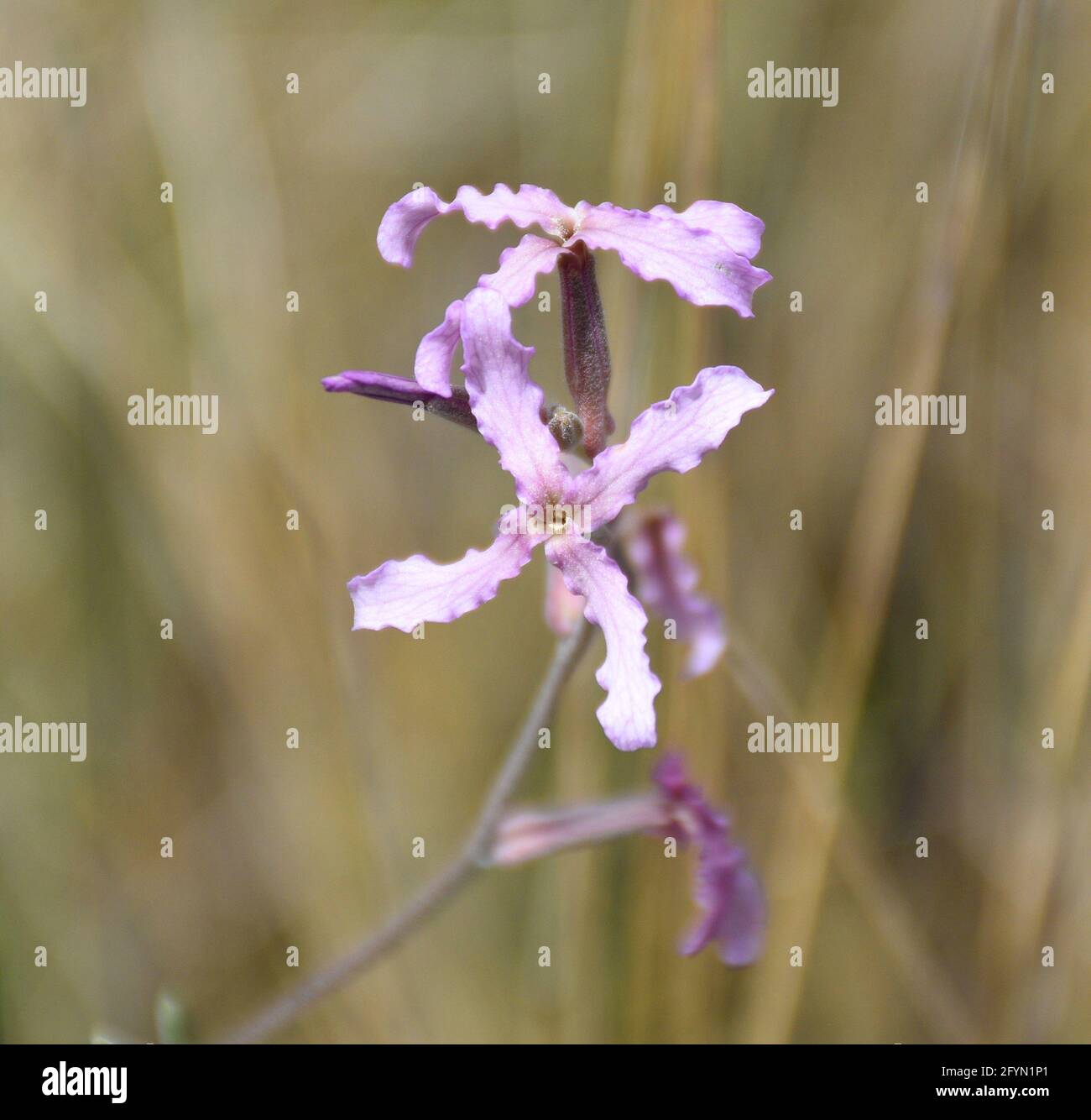 Fiore di fiori di campo (Mattiola fruticulosa). Petali rosa pallido ondulati sulla vecchia terrazza con cereali. Foto Stock