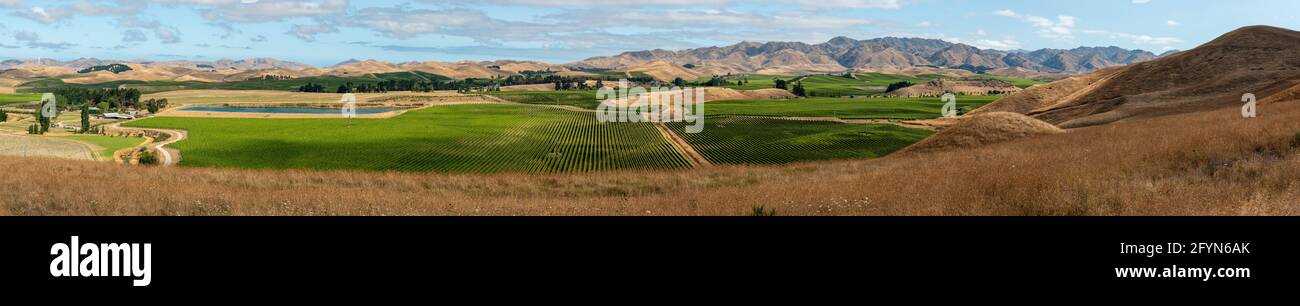 Famosi vigneti di Marlborough Sounds, Isola del Sud della Nuova Zelanda Foto Stock