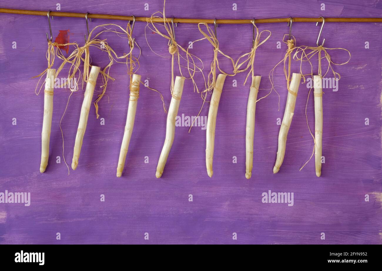 asparagi bianchi freschi appesi su sfondo viola, nuova stagione di asparagi in primavera e in estate, buon spazio di copia Foto Stock
