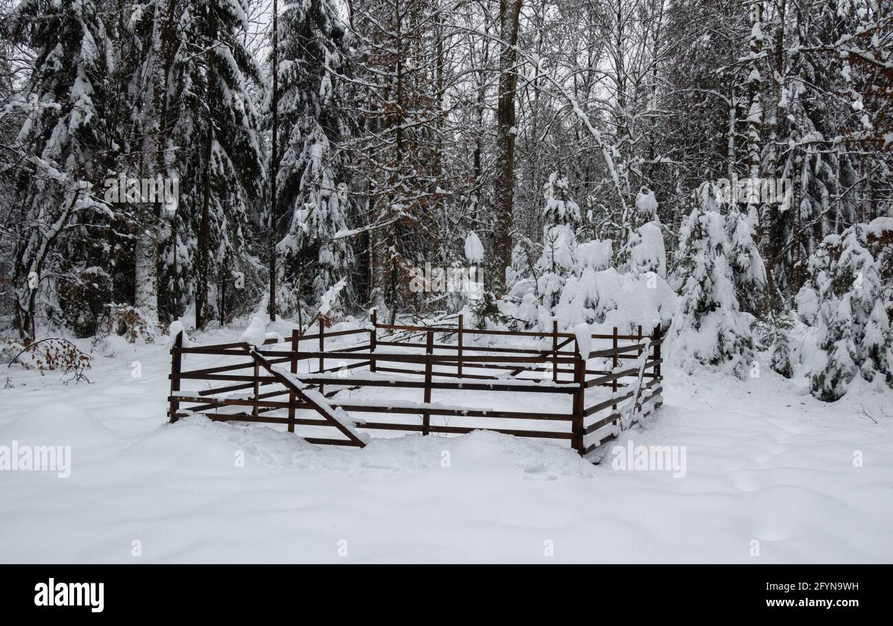 Recinzione in legno nella foresta di Grunwald, al di fuori di Zurigo, Svizzera Foto Stock