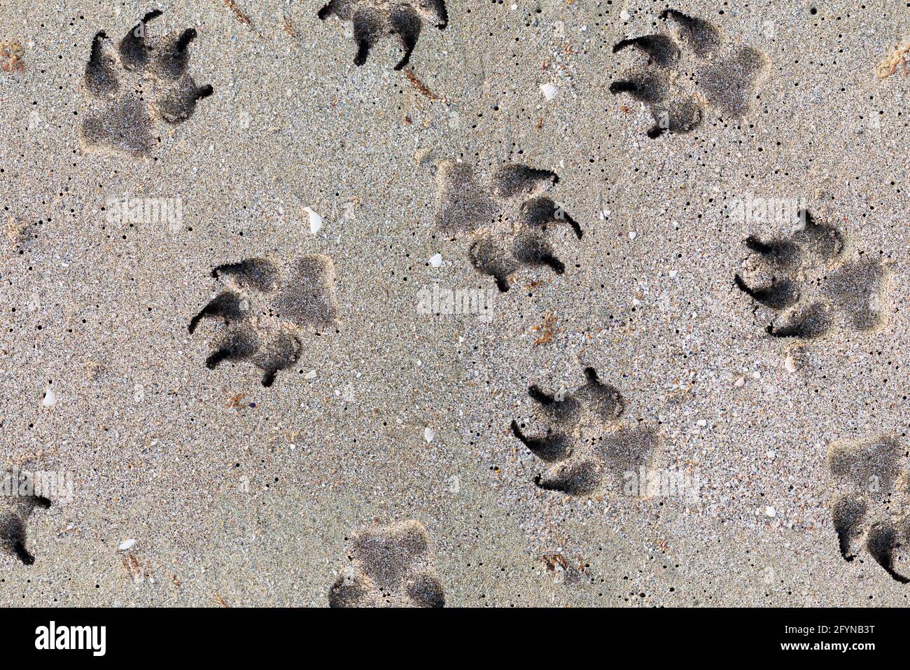 Ripetizione senza giunture. Dog footprint nella sabbia. Collage fotografico. Foto Stock