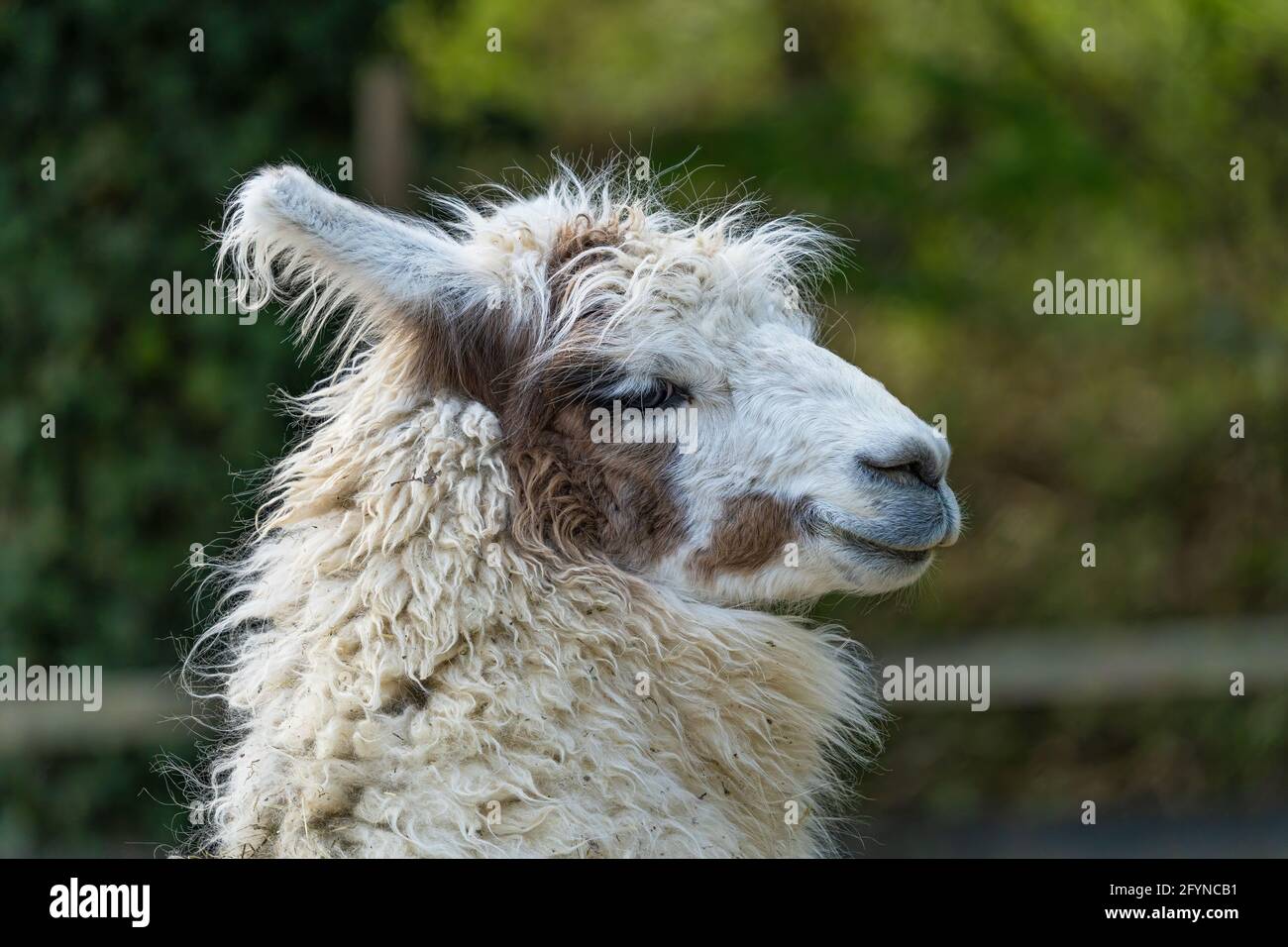 Il lama - lama glama - è un camelide sudamericano addomesticato. Qui, lama allo zoo di Zurigo Svizzera Foto Stock