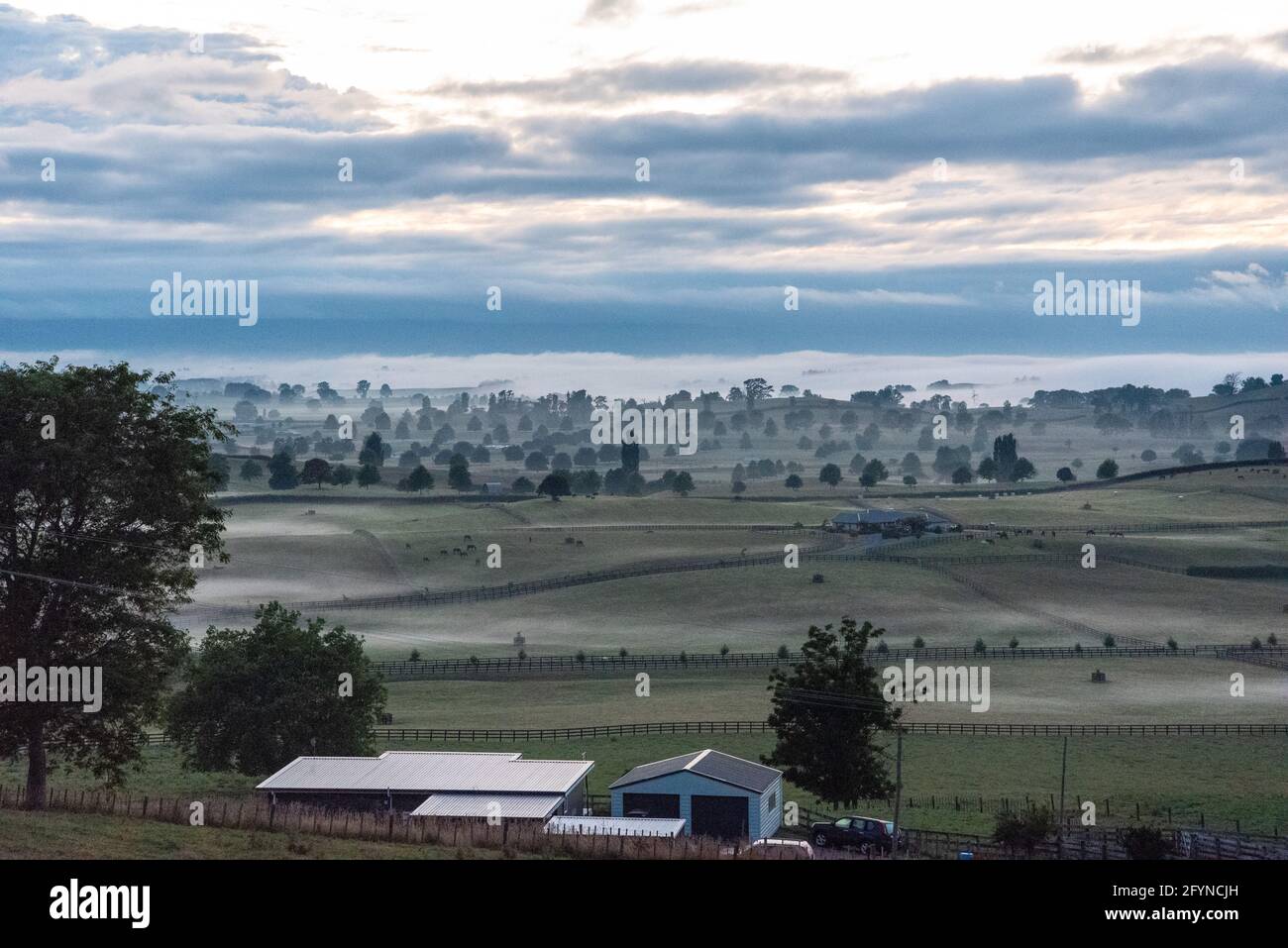 Grande paesaggio pascolo nella mattina presto a Matamata, Isola del Nord della Nuova Zelanda Foto Stock