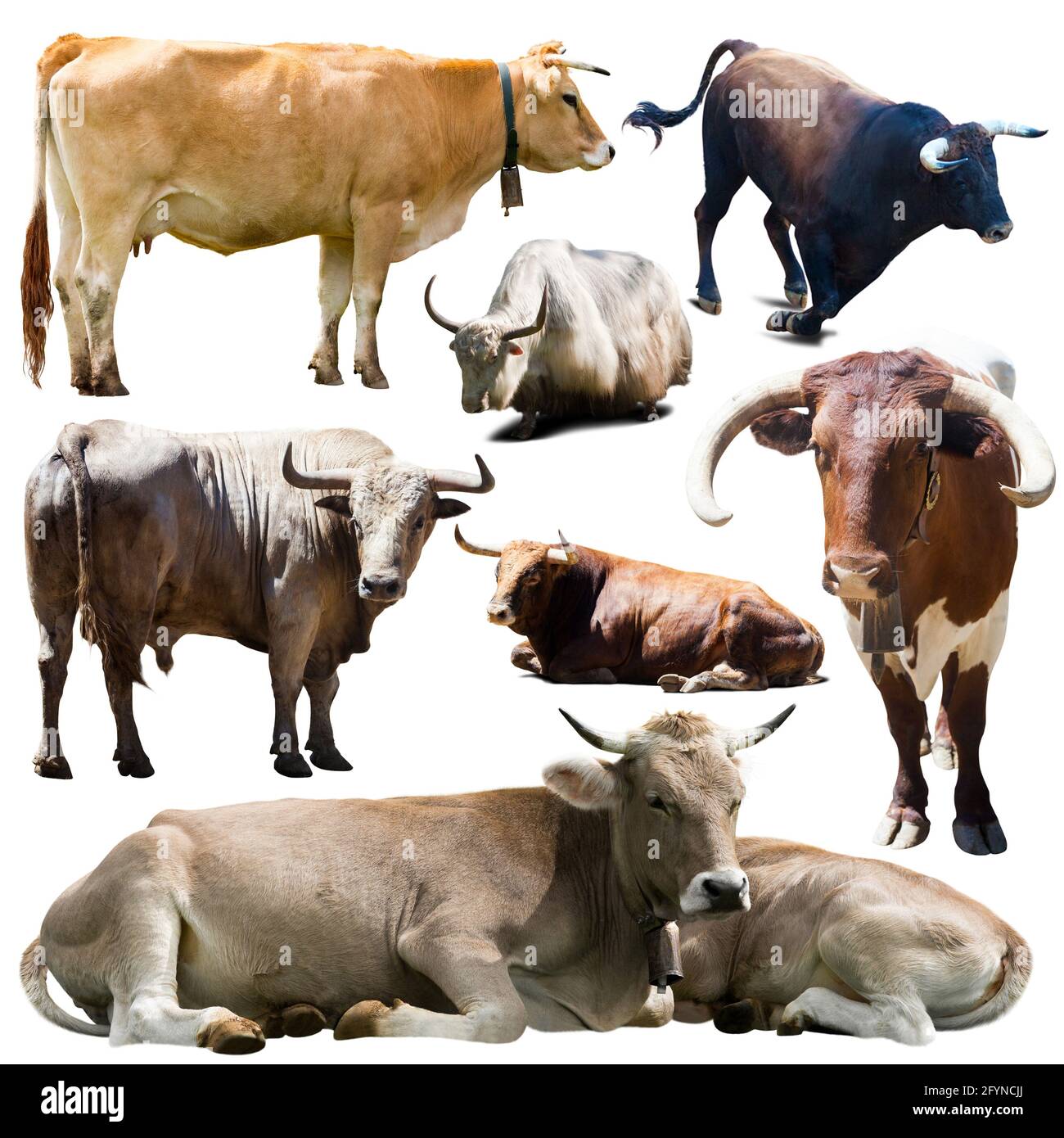 adesivi di diverse razze di mucche su sfondo bianco Foto Stock