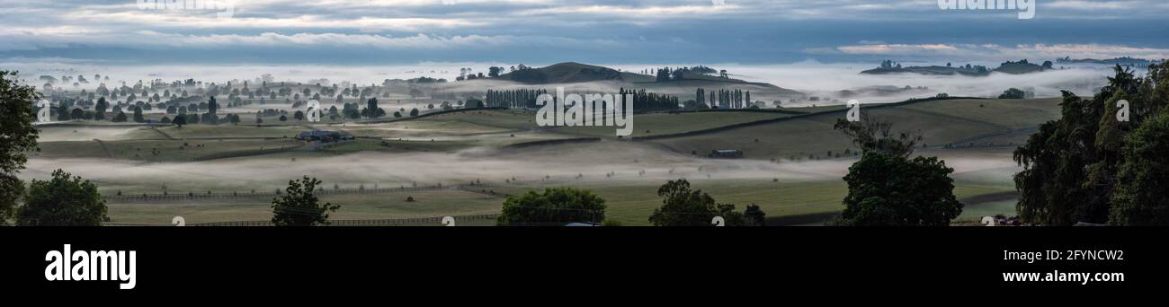 Grande paesaggio pascolo nella mattina presto a Matamata, Isola del Nord della Nuova Zelanda Foto Stock