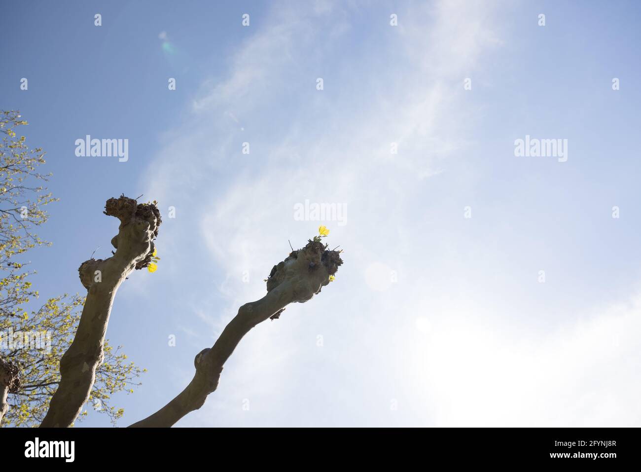Fiori gialli su un albero rifilato contro il cielo Foto Stock