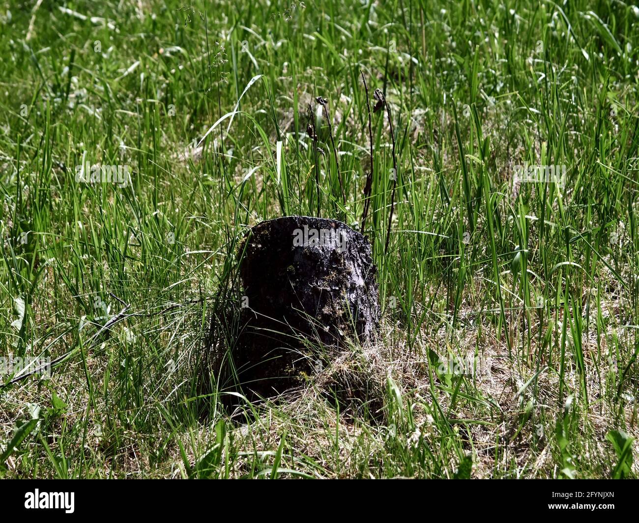 vecchio ceppo di mela nel giardino, estate Foto Stock