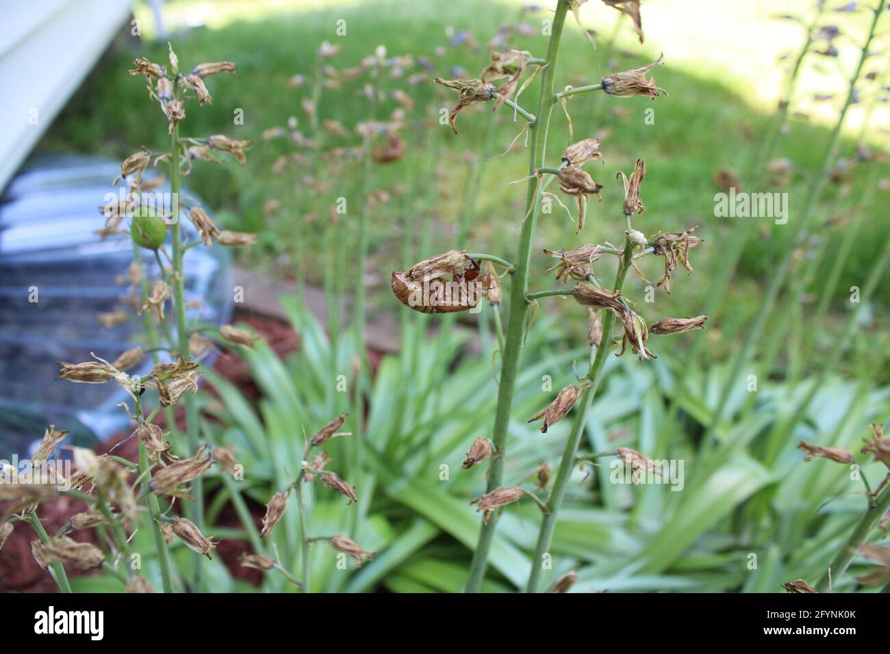 Una Shell Shed di un periodico Cicada Foto Stock