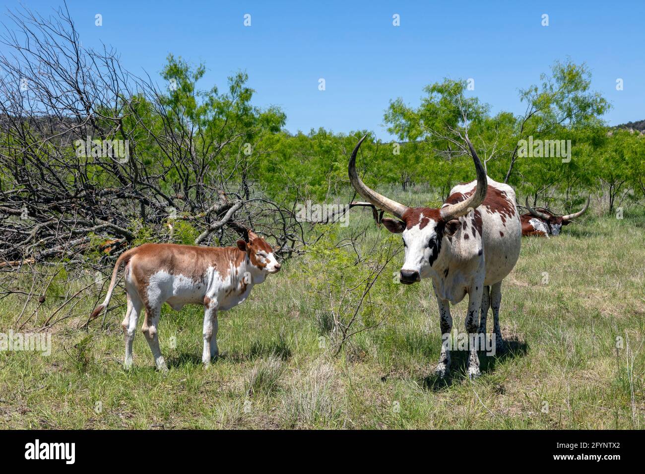 Texas Longhorn, fattoria o ranch, vicino a Fredericksburg, Texas, Stati Uniti, Di James D Coppinger/Dembinsky Photo Assoc Foto Stock