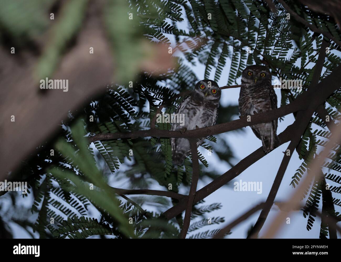 Bambino Owl seduto sull'albero Foto Stock