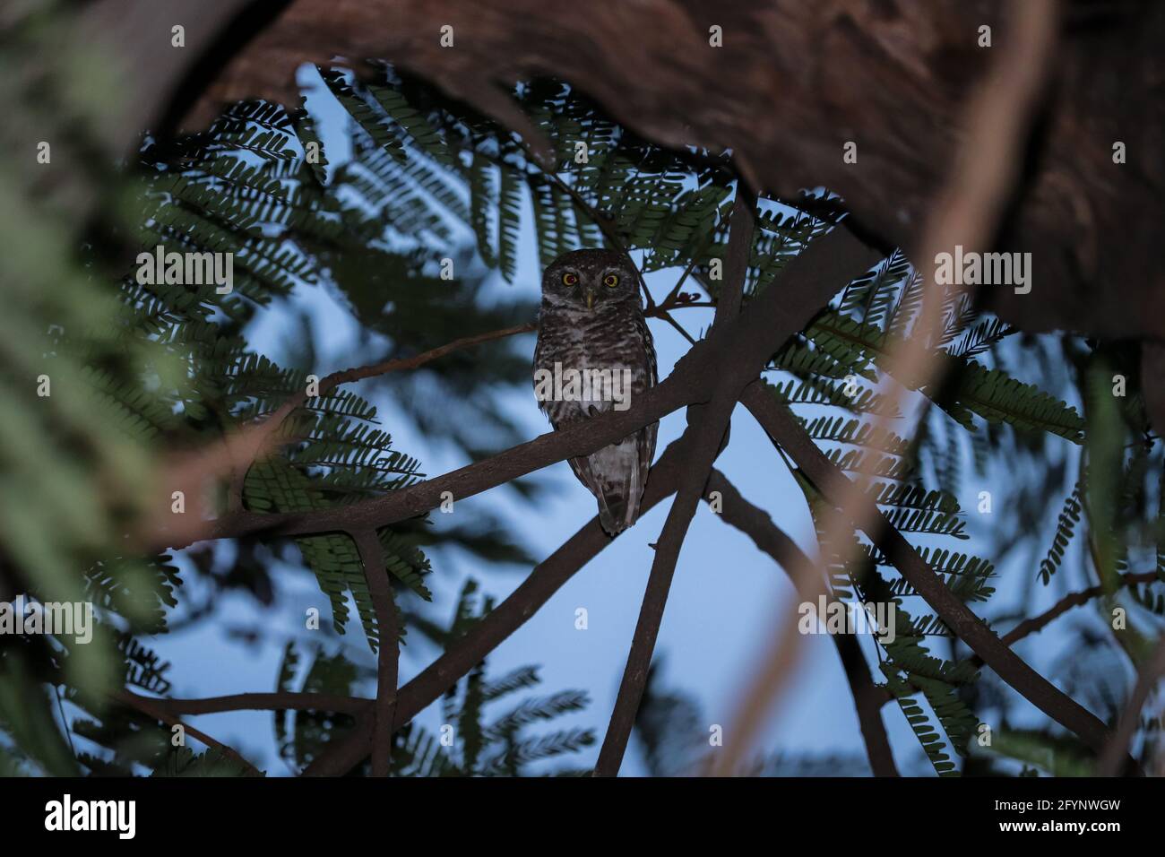 Bambino Owl seduto sull'albero Foto Stock