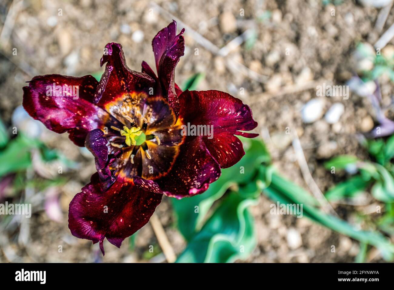 Testa di tulipano aperta in primo piano vista dall'alto, con colori e forme belle Foto Stock