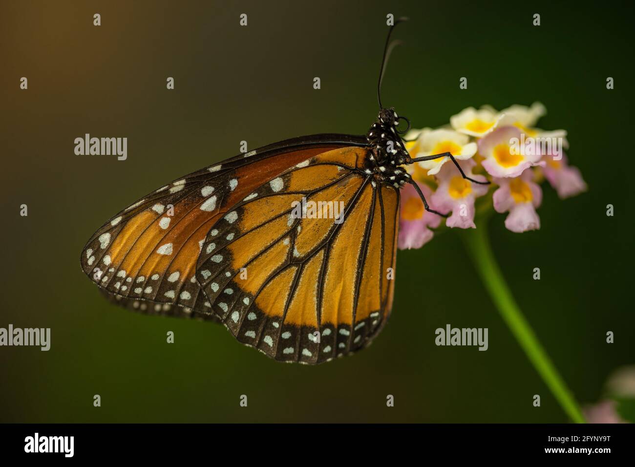 Le farfalle sono lo stadio di volo adulto di alcuni insetti appartenenti ad un ordine o gruppo chiamato Lepidoptera. Anche le falene appartengono a questo gruppo. La parola Foto Stock