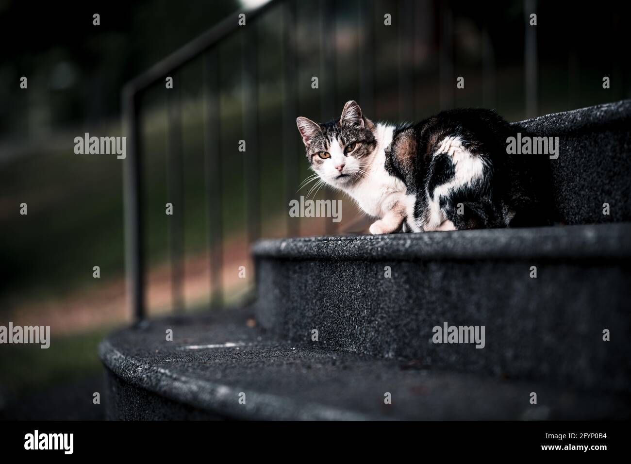 Gatto seduto sulla scala, Madeira. Foto Stock
