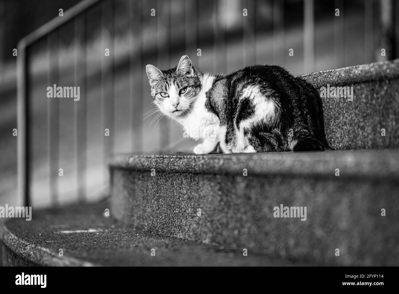 Gatto seduto sulla scala, Madeira. Foto Stock