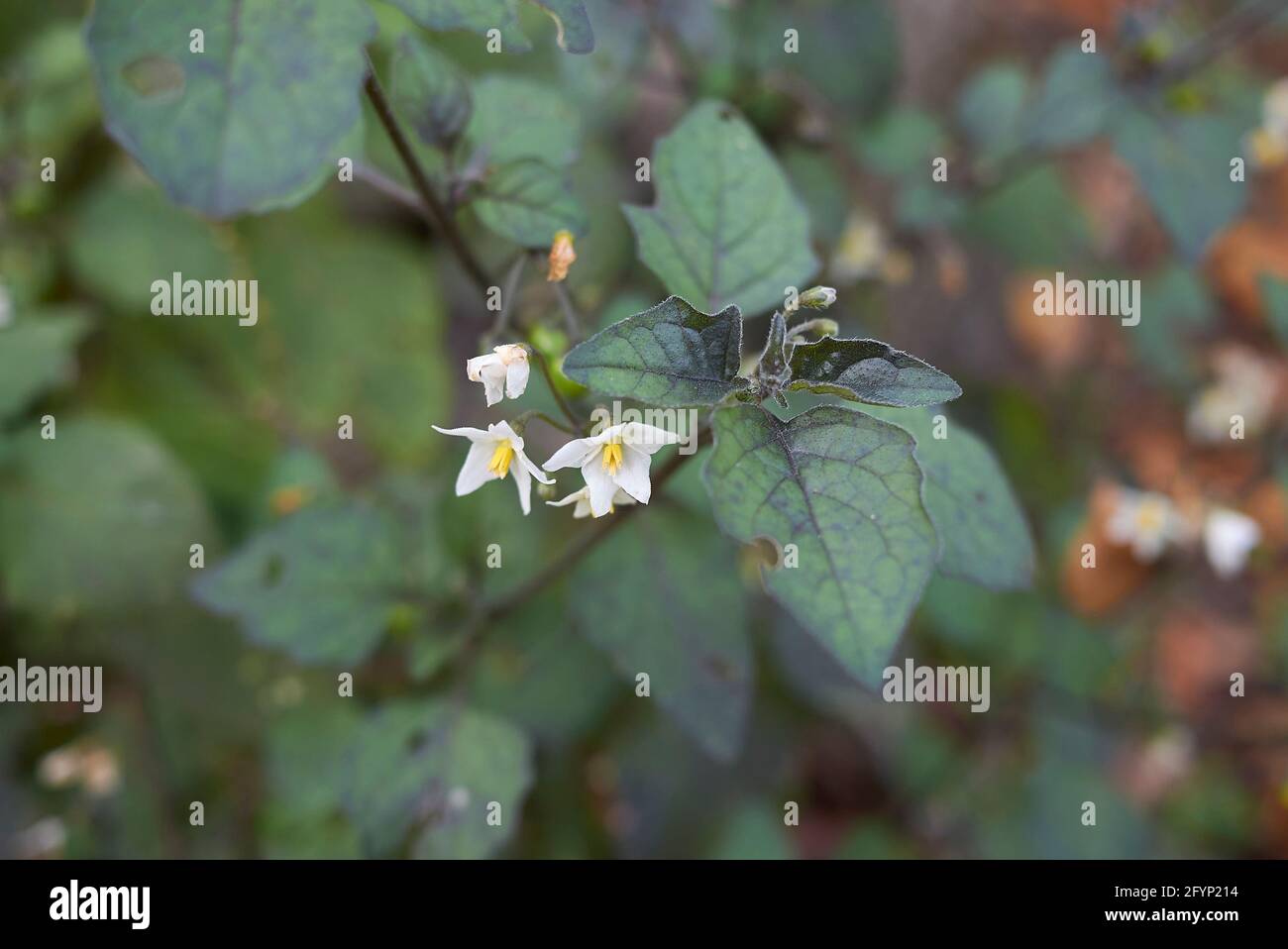 Solanum nigrum fliorescenza bianca Foto Stock