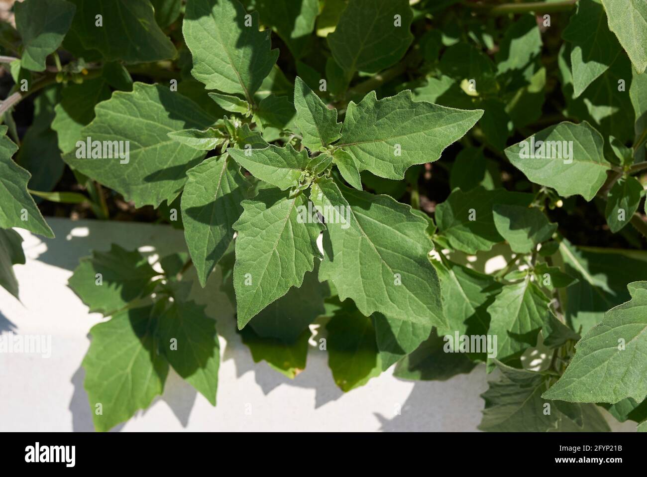 Solanum nigrum foglie fresche Foto Stock