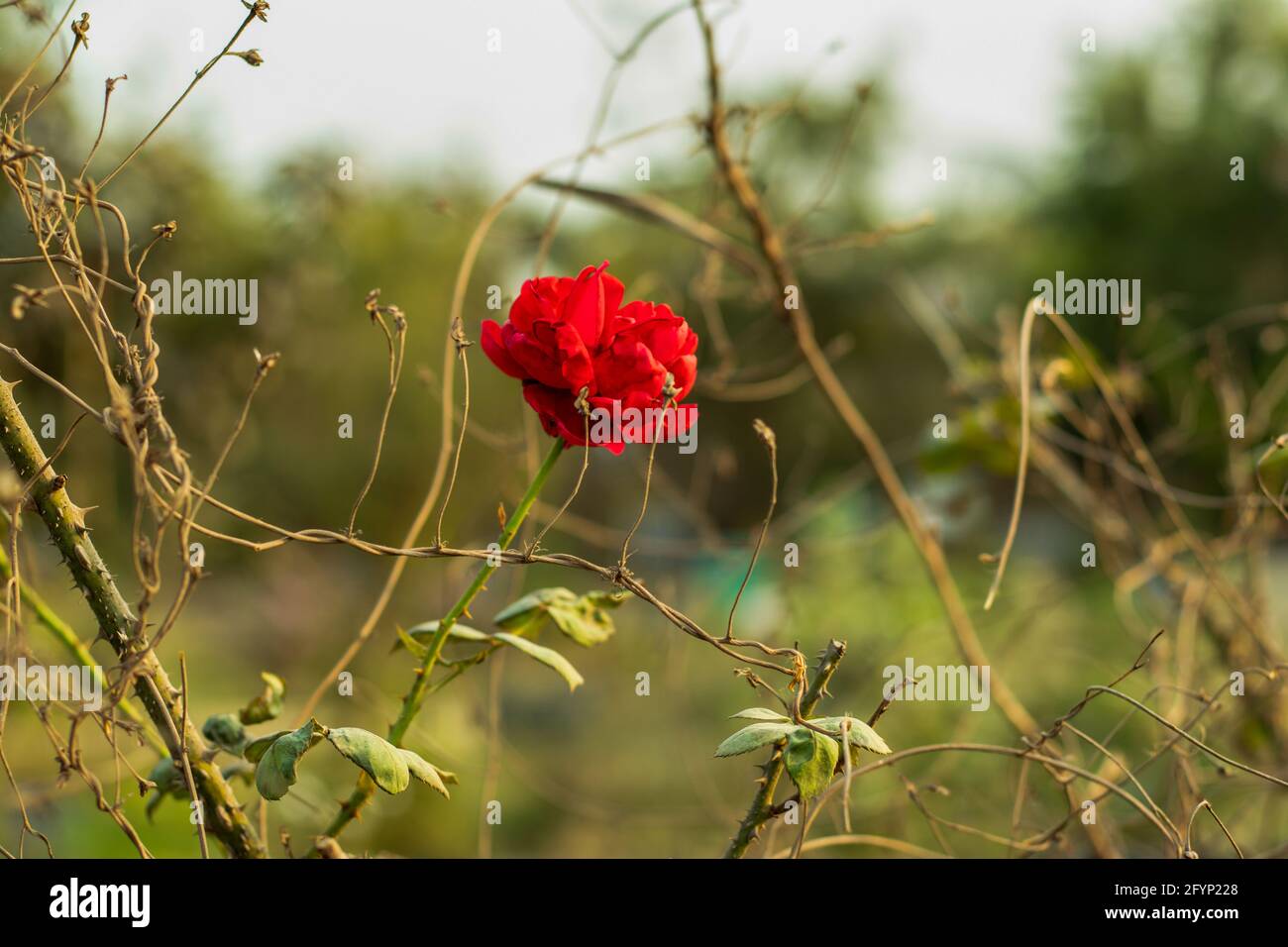Le rose rosse del sangue fiorito su un dead asciugato senza foglie albero su cielo bianco Foto Stock