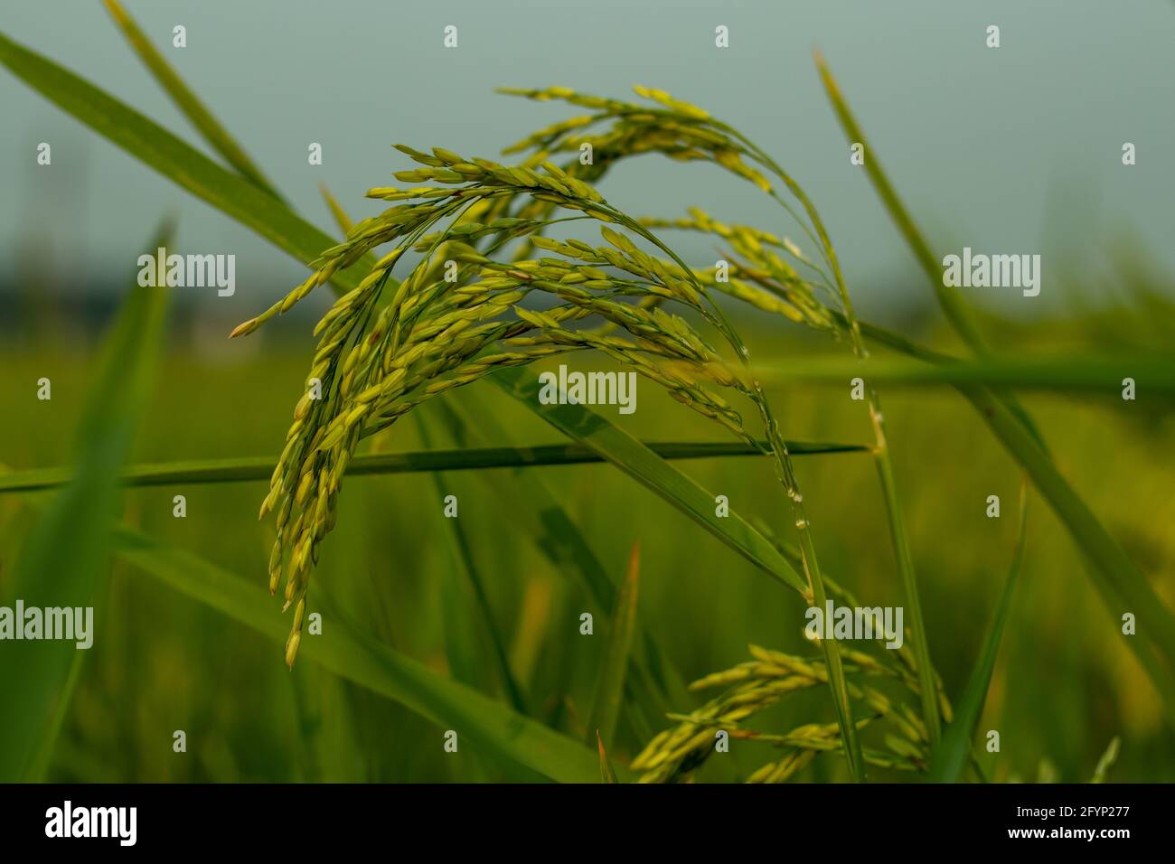 Il mazzetto di risone chiocciotto Paddy campi utilizzati per il riso produzione Foto Stock