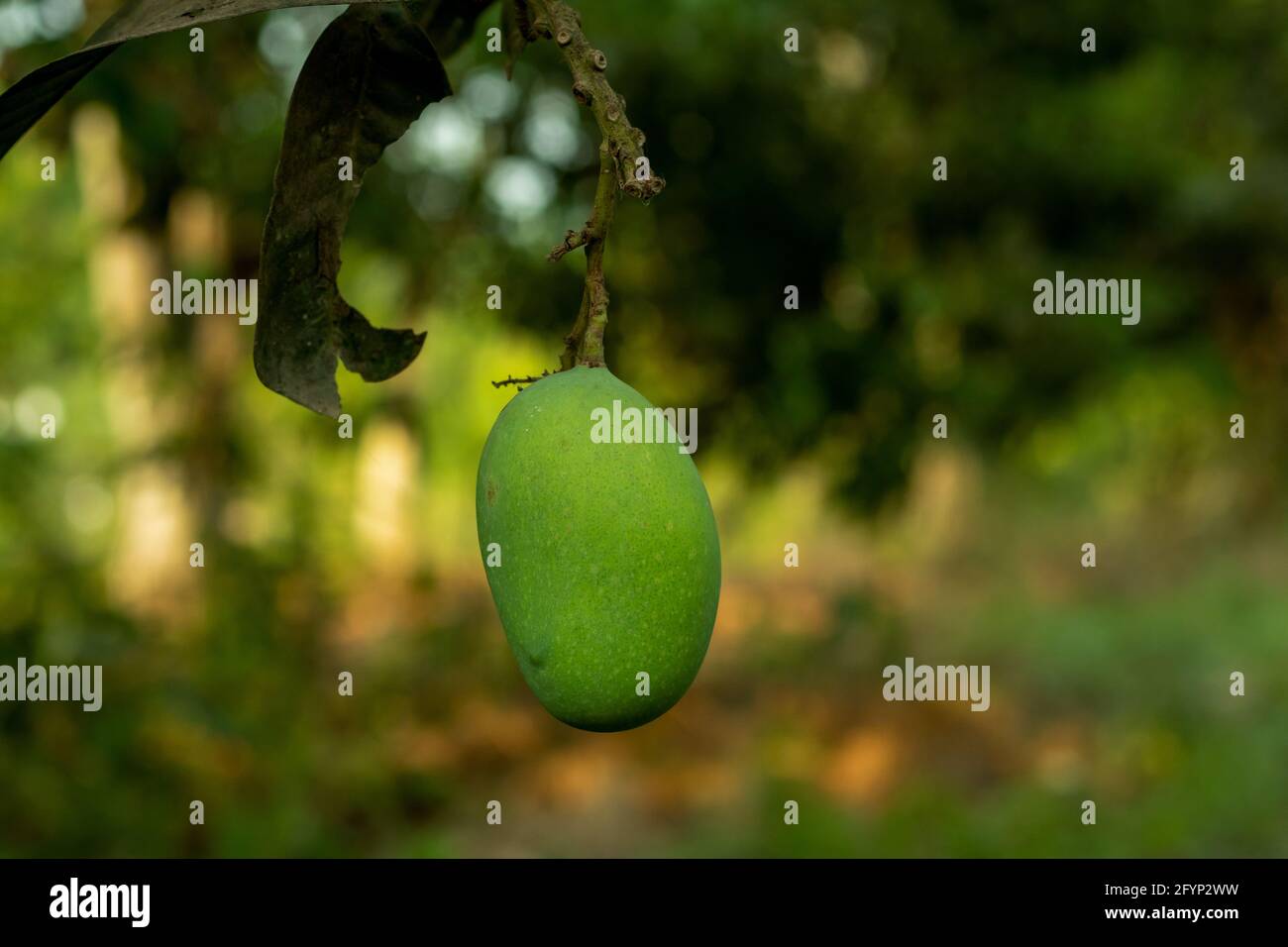 L'unico mango verde e crudo dolce e agrodolce delizioso frutta e dietro un po' di verde mescolato Foto Stock