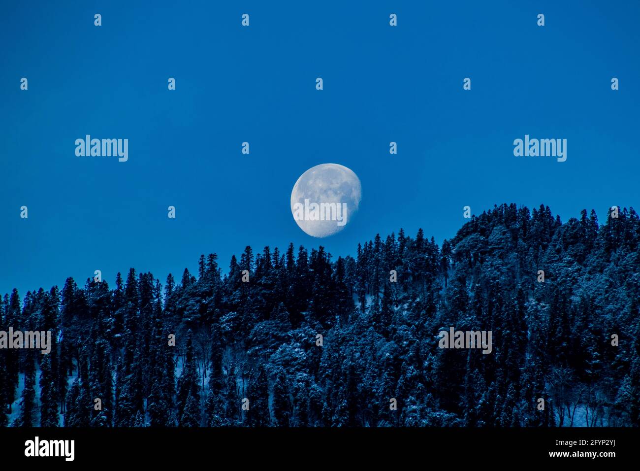 La luna ambientazione su alberi innevati Foto Stock