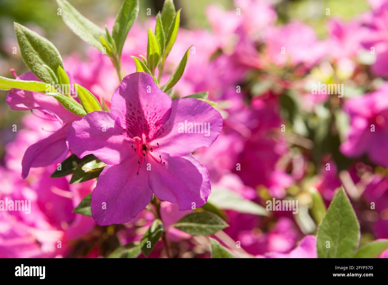 Vivide azalee rosa fiorite nel campus della Georgia Tech nel centro di Atlanta, Georgia. (STATI UNITI) Foto Stock