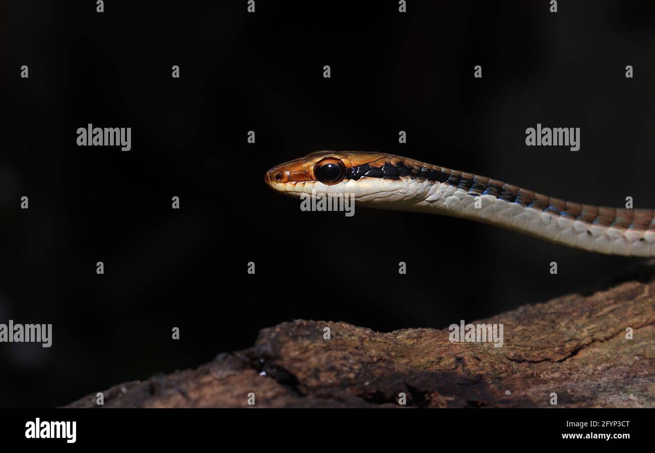 Un bronzeback orientale (Dendrelaphis proarchos) su un ramo di albero. Foto Stock
