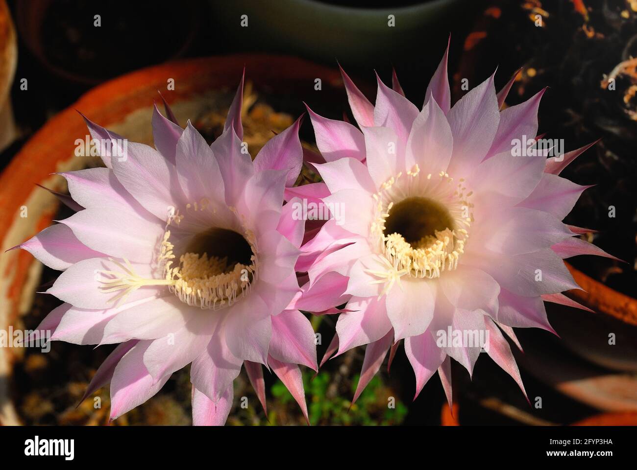 L'echinopsis oxygona è originaria del Brasile del Sud. Le sue caratteristiche includono: Forma sferica, e un grande fiore, con la lavanda appuntita o petali bianchi Foto Stock