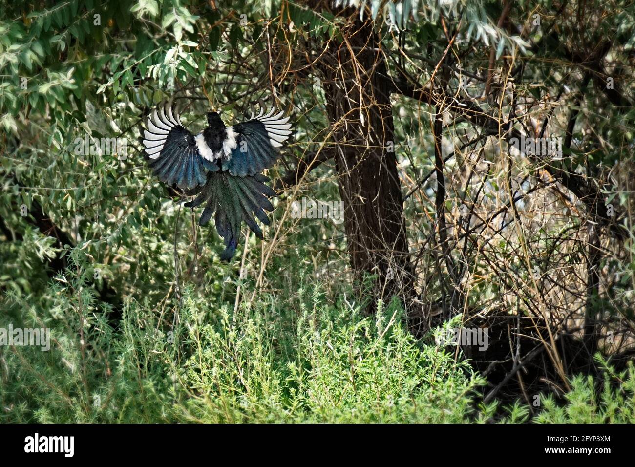 Un pelo di fede! Una Magpie Black-fattura salta da terra in un albero, al Cove Recreation Site vicino Bruneau Idaho Foto Stock