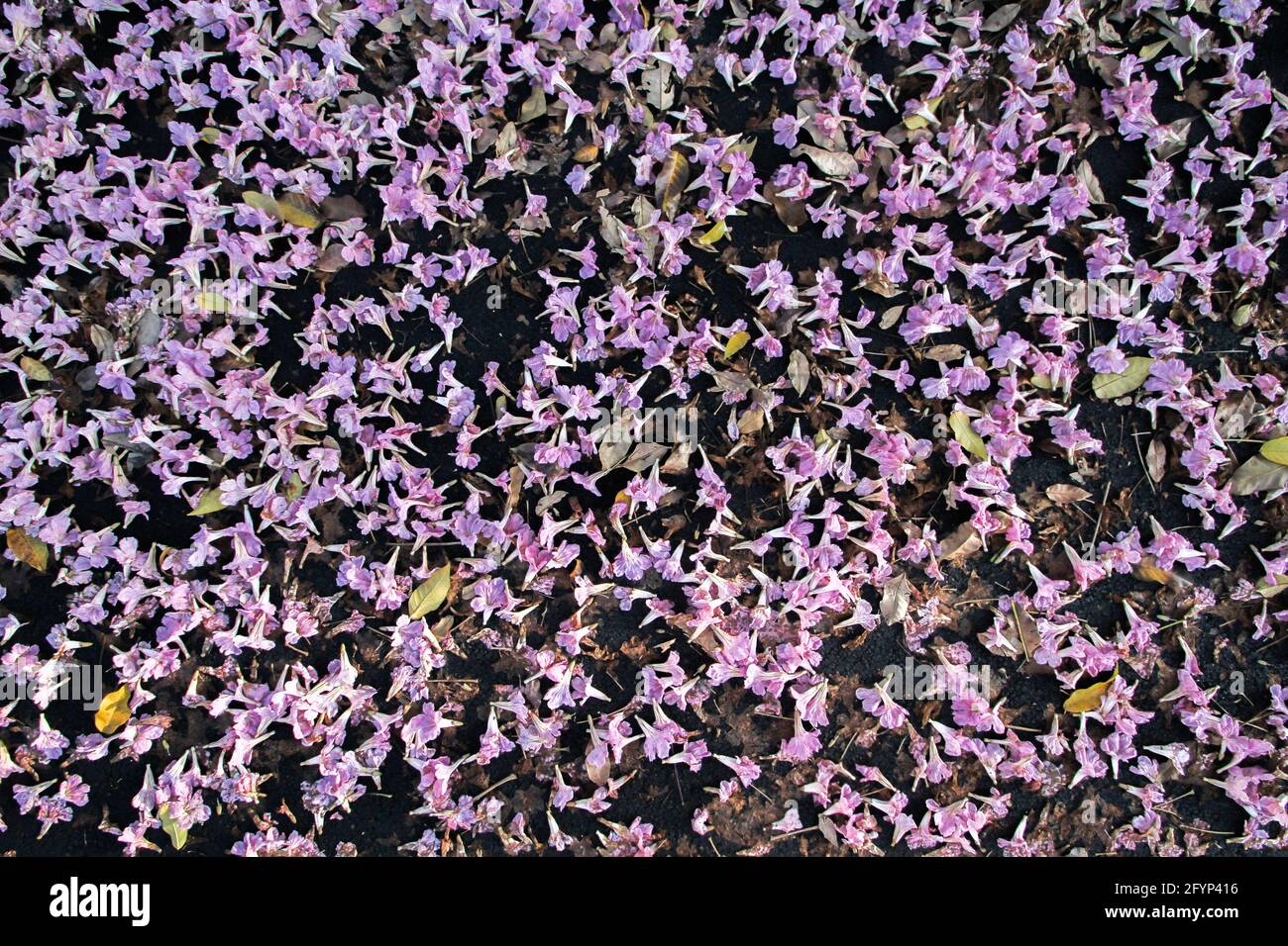 Fiori Foto Stock