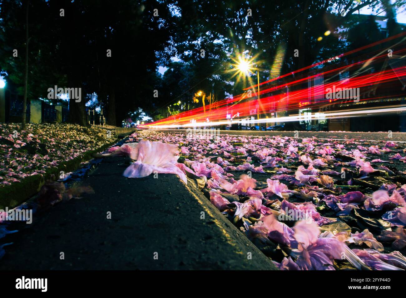 Fiori Foto Stock