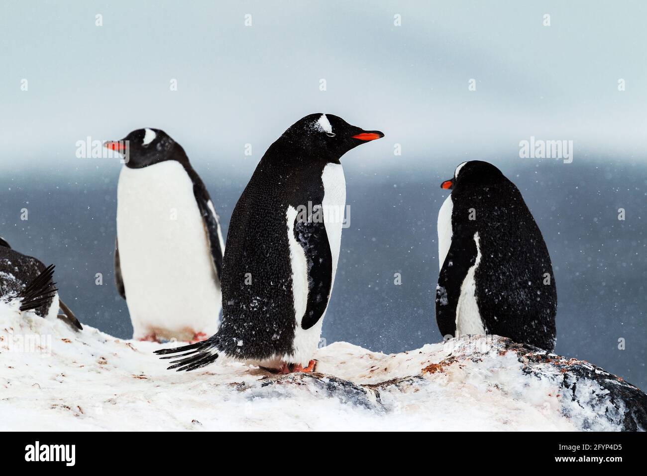 Tre pinguini gentoo in piedi in nevicata, Antartide. Foto Stock