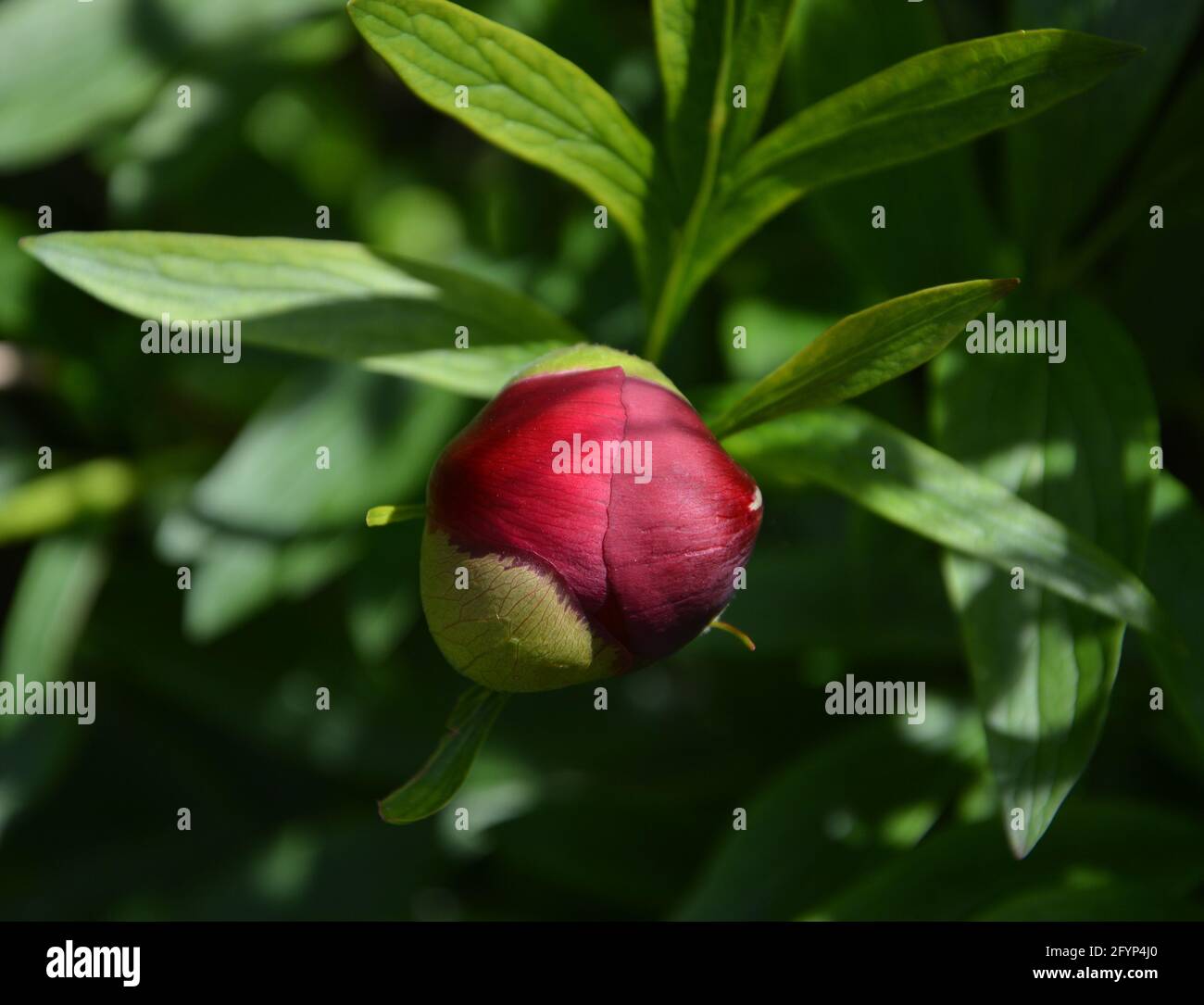 Paeonia officinalis Rubra Plena, spazio floreale bello e tranquillo Foto Stock