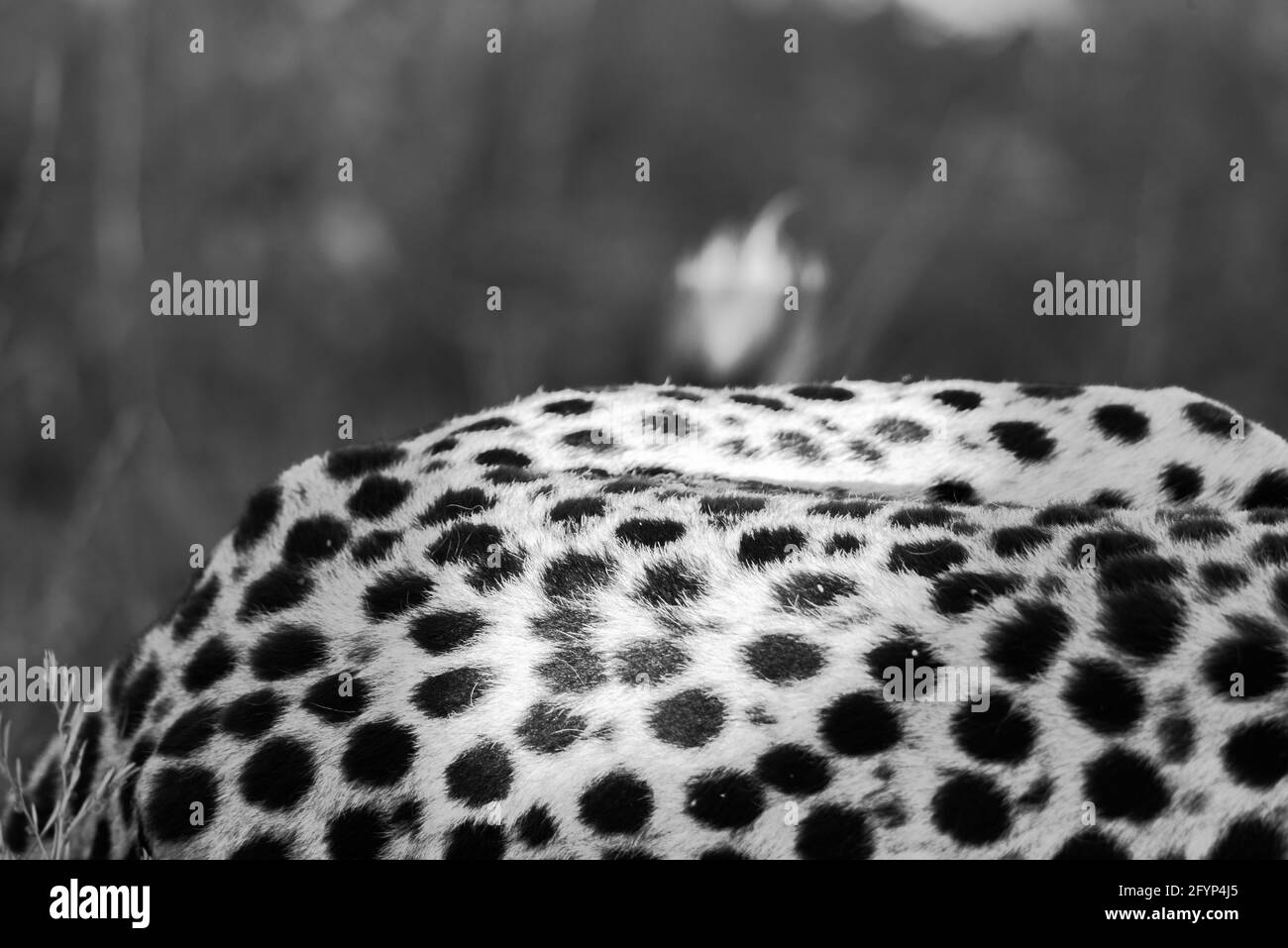 Uno degli animali più veloci del mondo, il Cheetah. Un maschio Cheetah godendo il suo tempo al sole e passeggiando attraverso l'erba selvaggia e lunga. Foto Stock