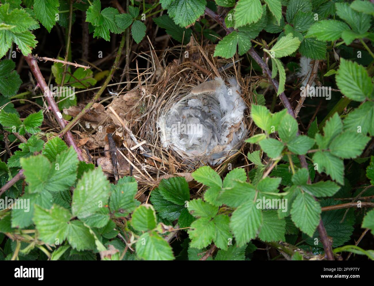 Chiffchaff Nest, Phylloscopus collybita, Brent Reservoir , Londra, Regno Unito Foto Stock