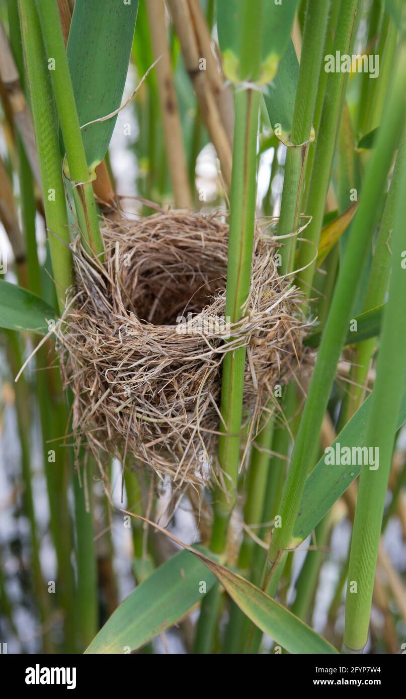 Nest of Reed Warbler , Acrocephalus scirpaceus, Brent Reservoir , Londra, Regno Unito Foto Stock