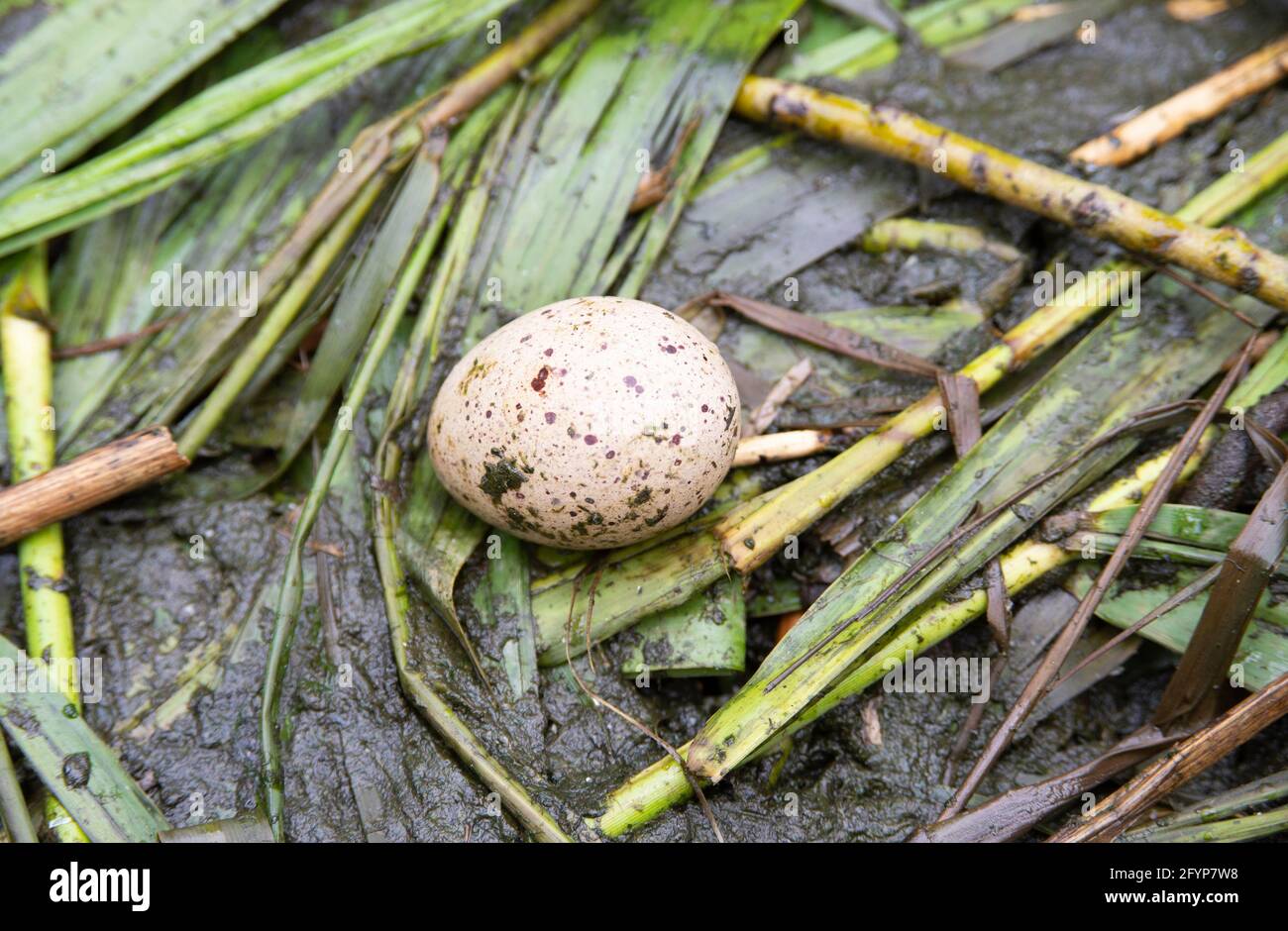 Uovo di Moorhen morto singolo, Gallinula chloropus, in nido distrutto da inondazioni, Brent Reservoir, Londra, Regno Unito Foto Stock