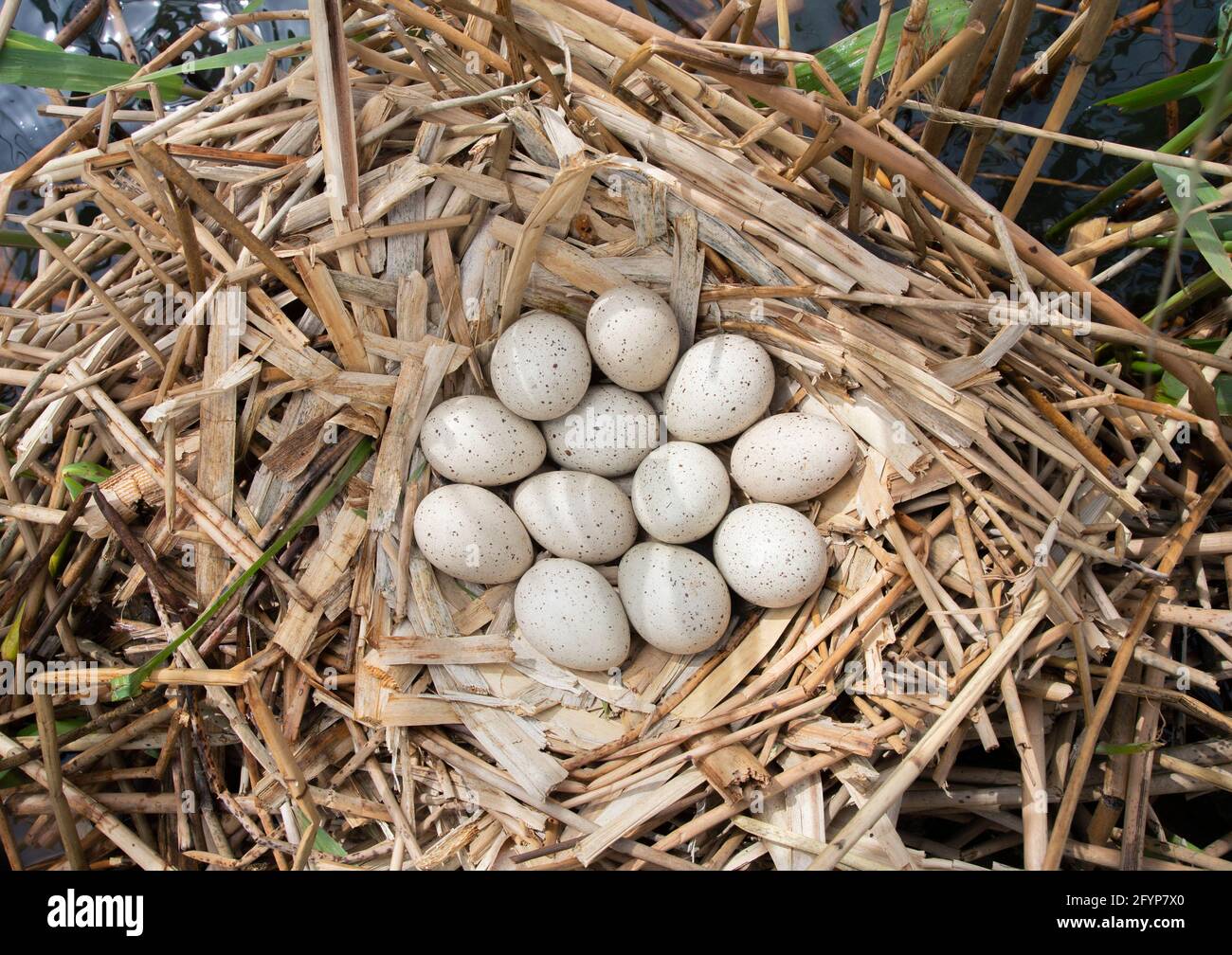 Comune Coot, Fulica atra, con dodici uova nel nido, Brent Reservoir, Londra,  Regno Unito Foto stock - Alamy