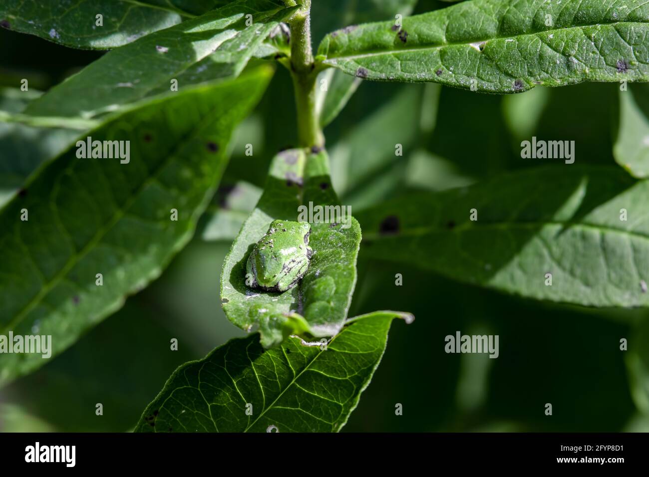 Piccola rana di albero che riposa su una foglia. Con la sua capacità chameleon-simile di cambiare colore, si è abbinato perfettamente alla pianta verde. Foto Stock