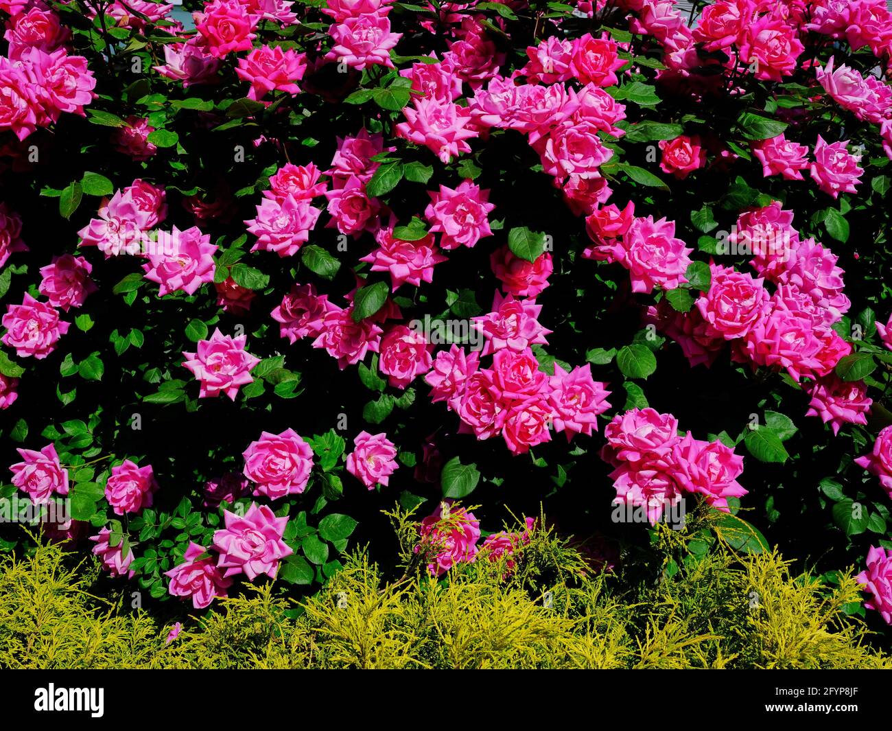 Bush di rosa abbondante Foto Stock