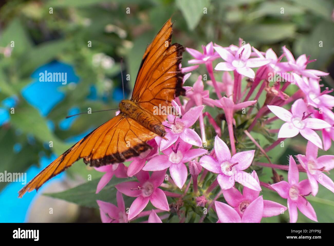 Farfalla Foto Stock