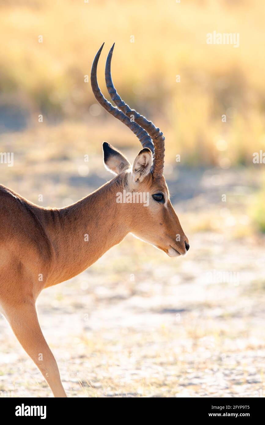 Un ritratto maschile solo di Impala. Foto Stock