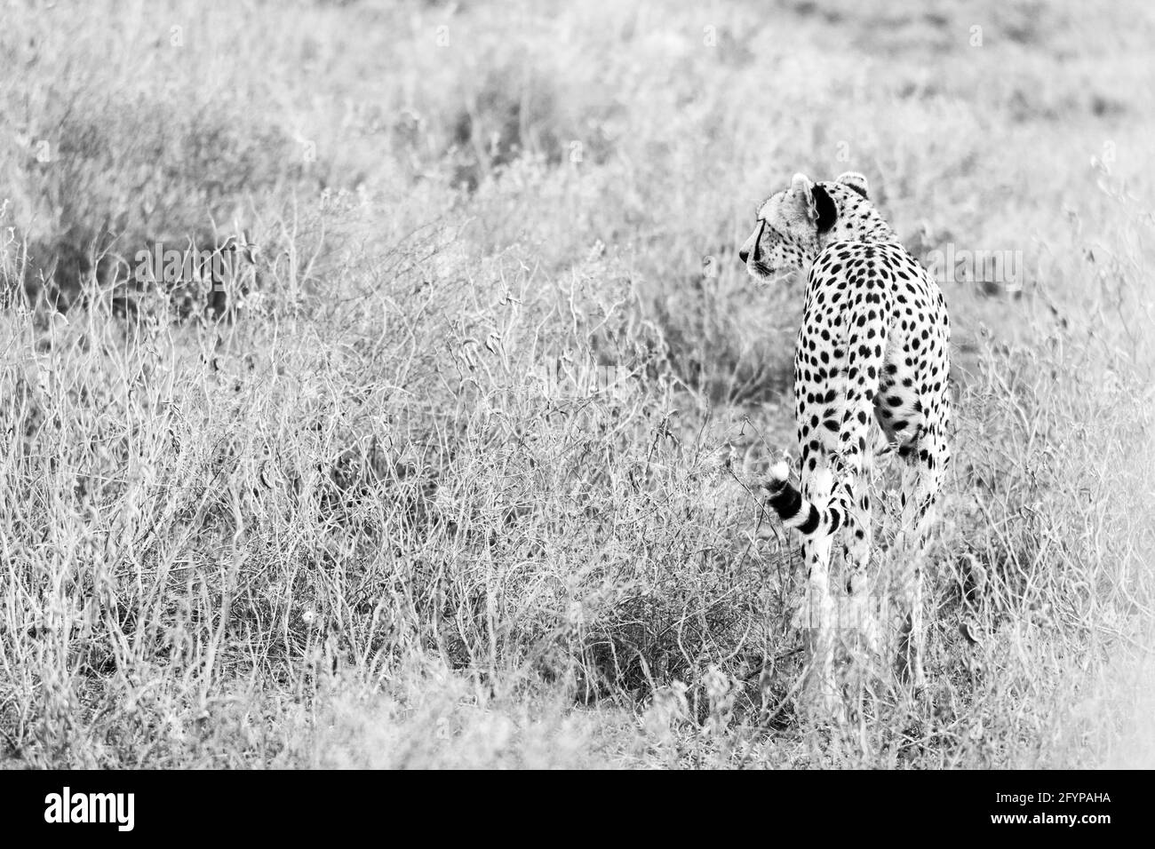 Uno degli animali più veloci del mondo, il Cheetah. Un maschio Cheetah godendo il suo tempo al sole e passeggiando attraverso l'erba selvaggia e lunga. Foto Stock