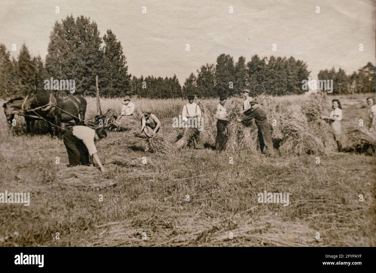 Germania - CIRCA 1920: Allevatori dell'era edoardiana che lavorano alla mietitura di grano usando la macchina meccanica di mietitura o di mietitura. Choc di grano in un campo. Arco Foto Stock