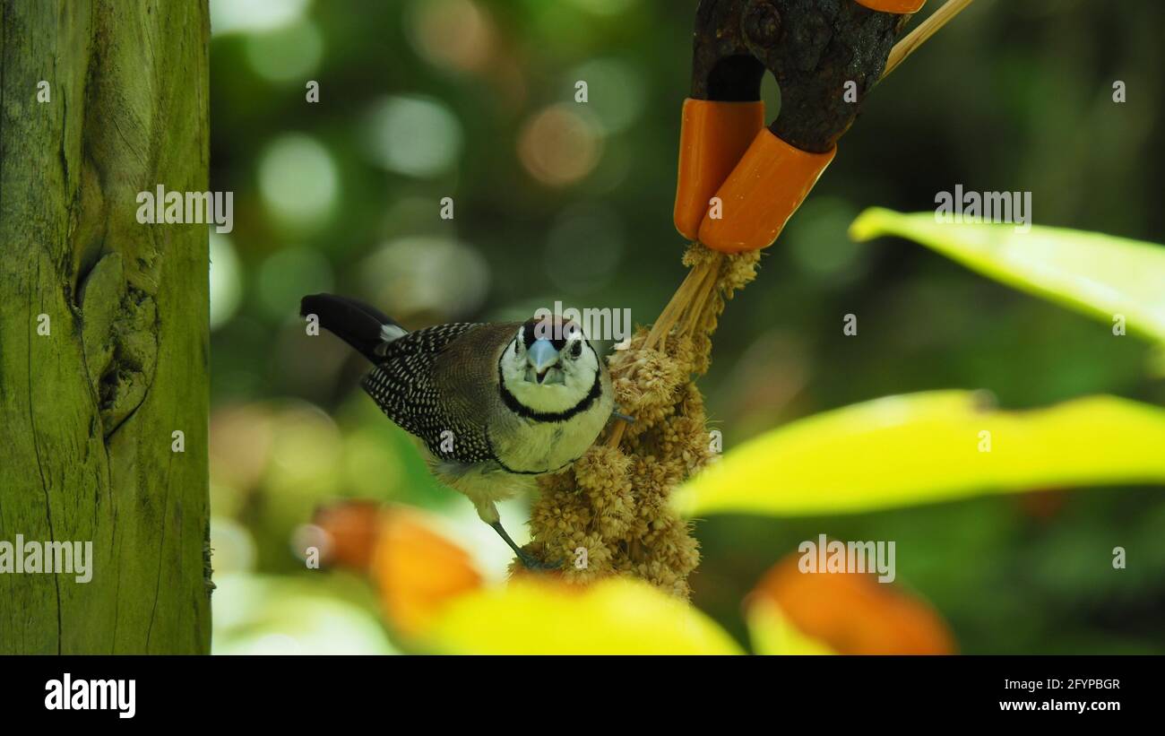 Primo piano di un finch a doppio baratto nel giardino botanico Foto Stock