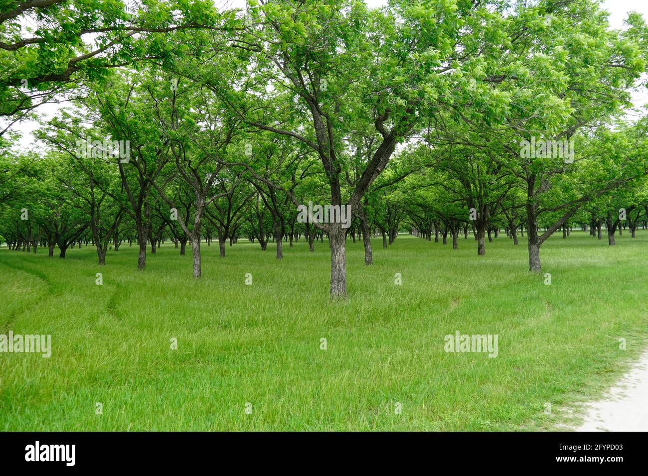 Pecan Orchard vicino a San Saba, Texas Foto Stock